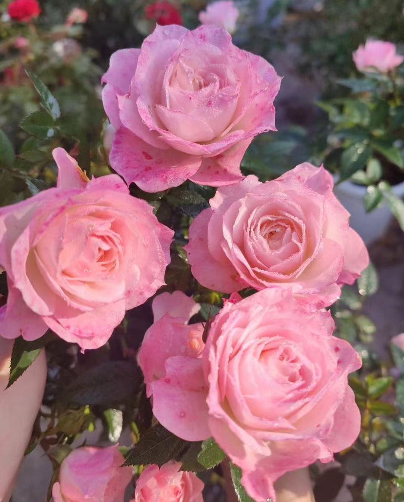 Asia new rose Xuemeiniang