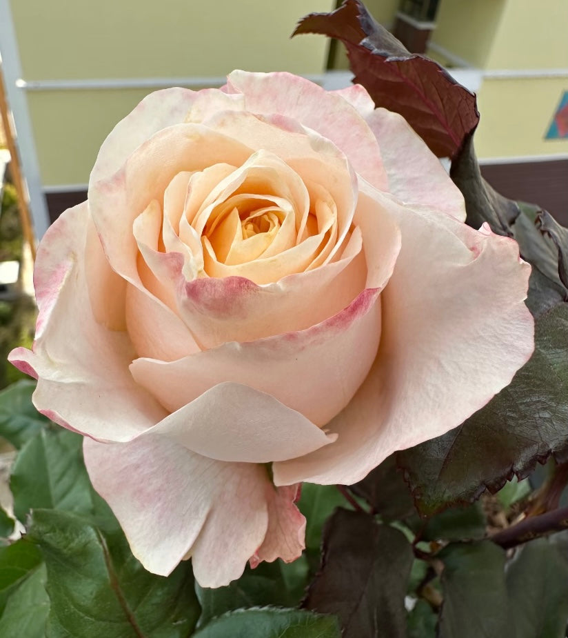 George peach cutting rose