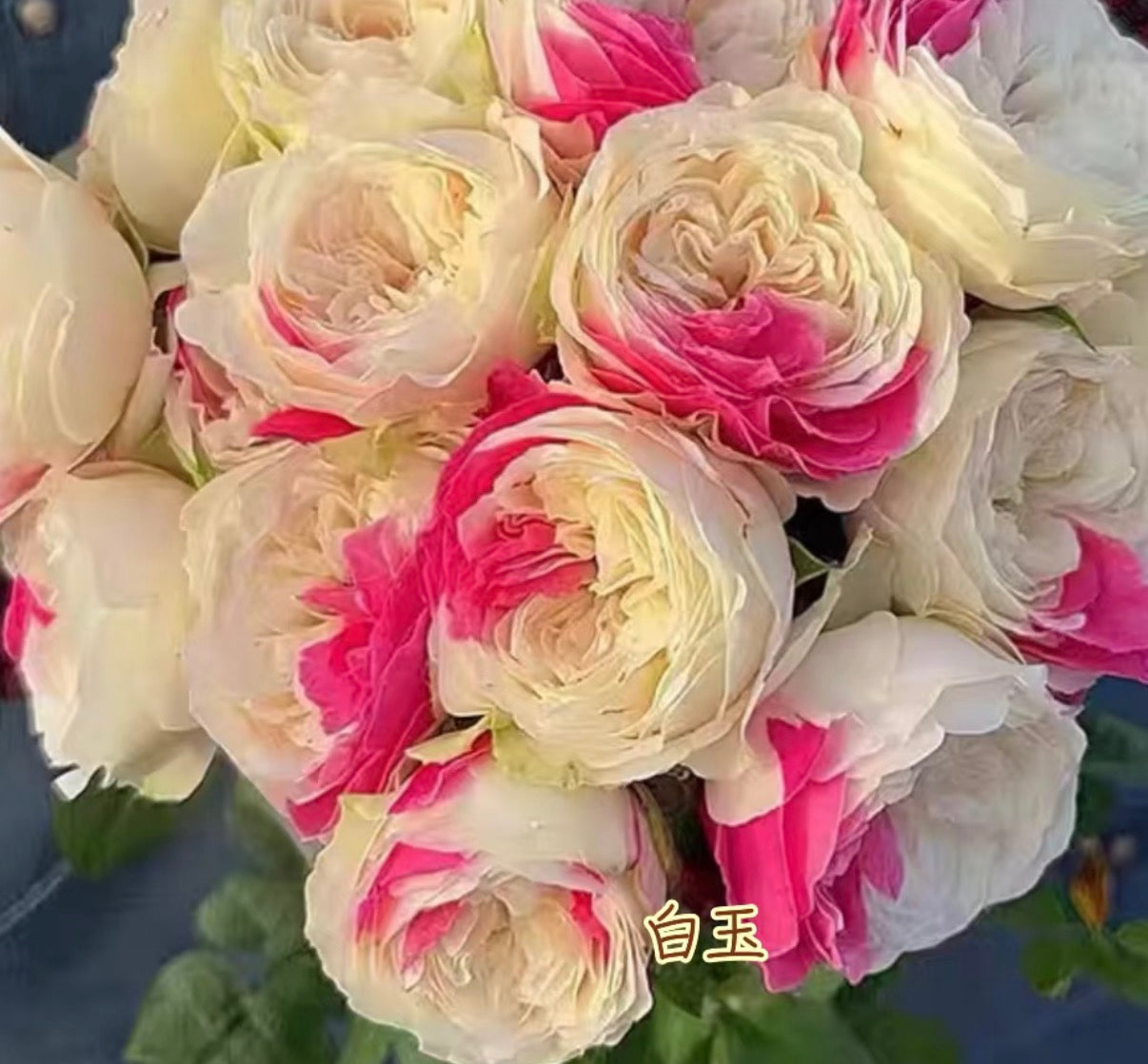 Temptress moon Japanese special rose 风月and Shiratama rose白玉