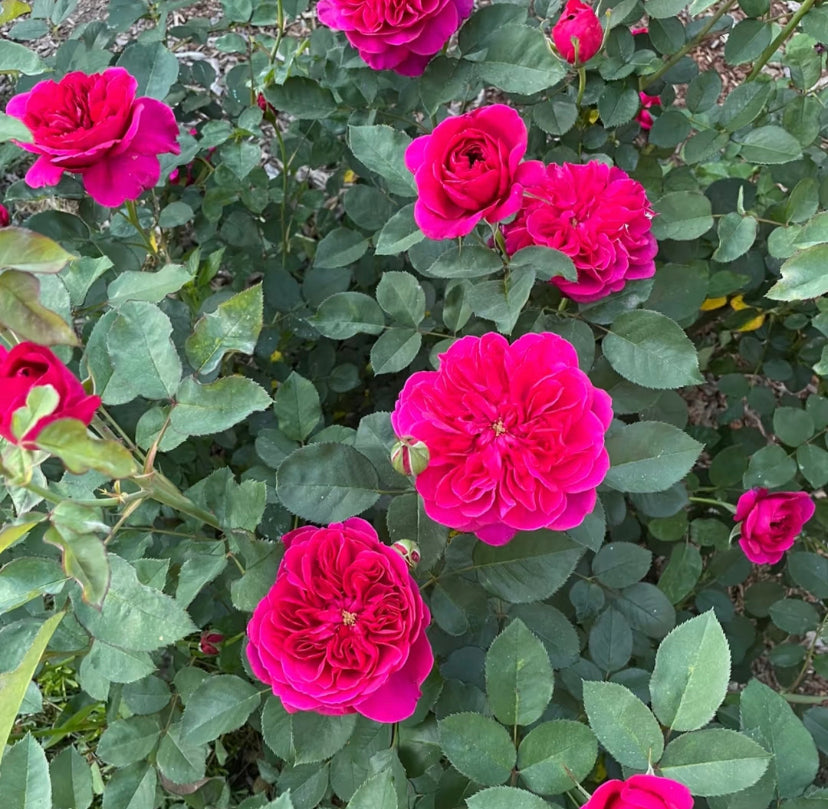 Darcey Bussel David Austin rose