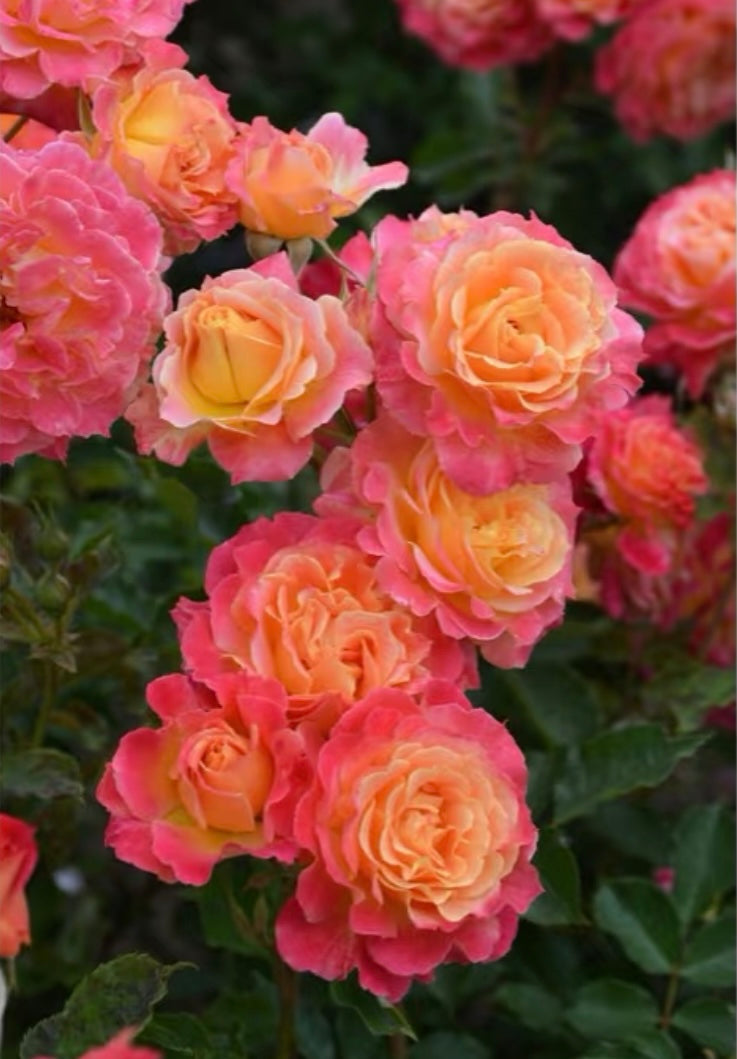 Japanese rose Chaleur colour changeable