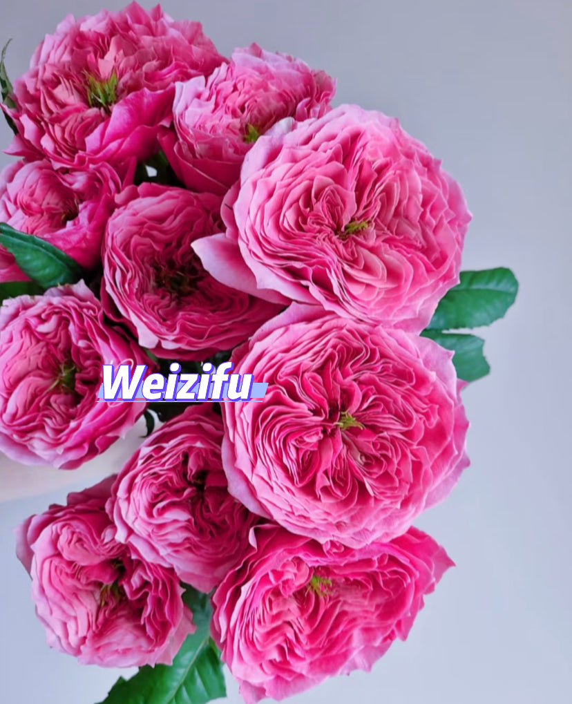 Japanese rare cuttings rose Weizifu