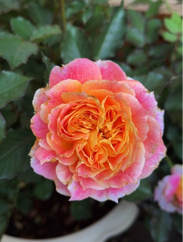 Japanese rose Chaleur colour changeable