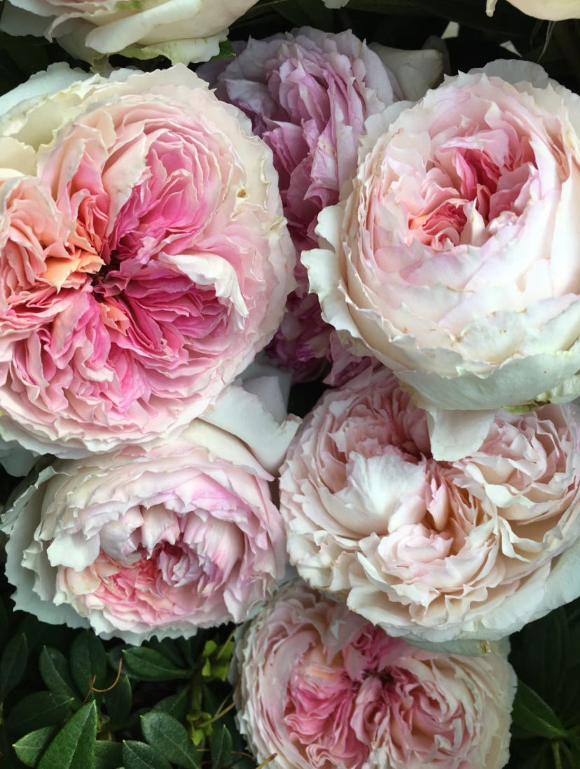 Träumerei Japanese rose apricot pink梦幻曲