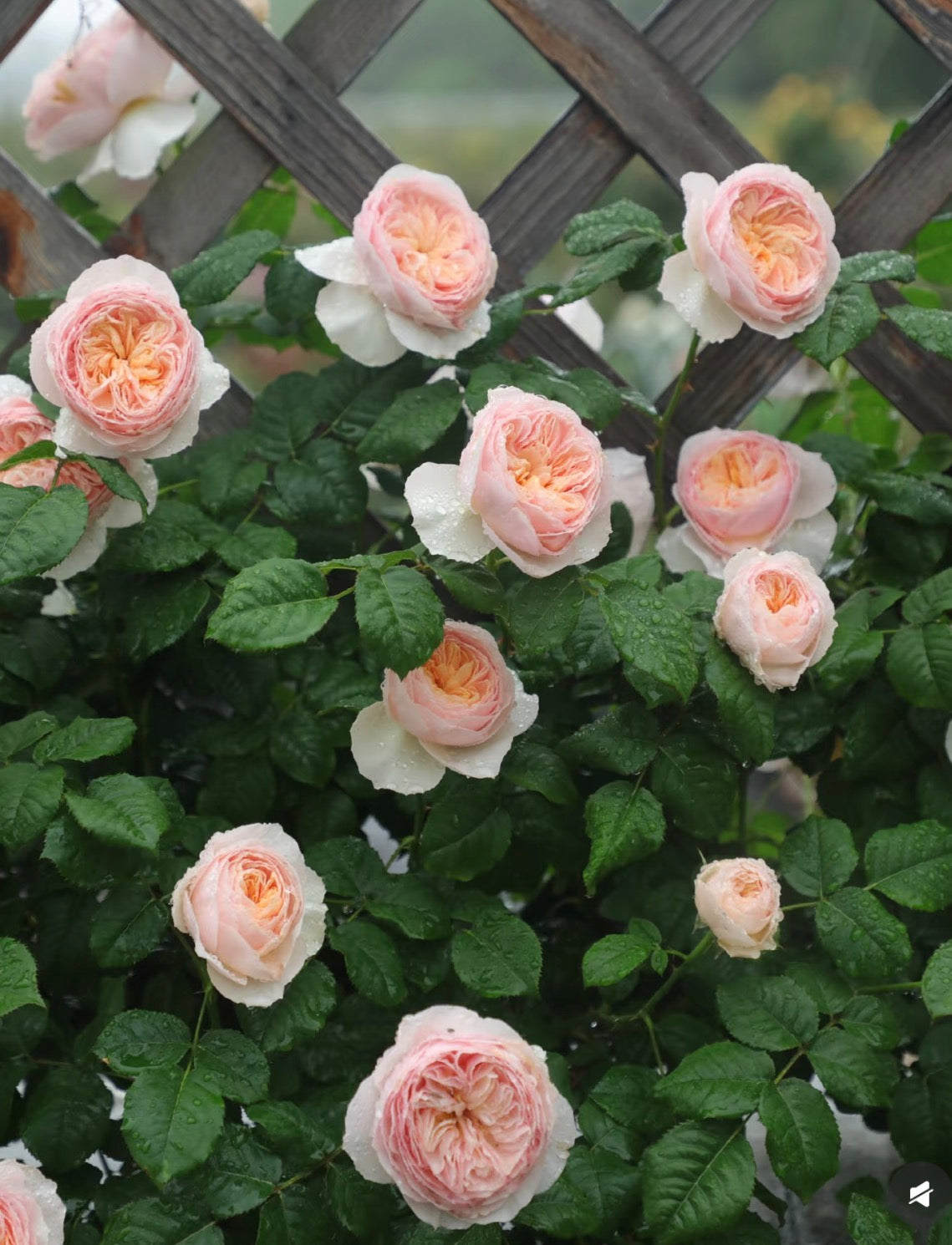 Hanxian Chinese climbing rose