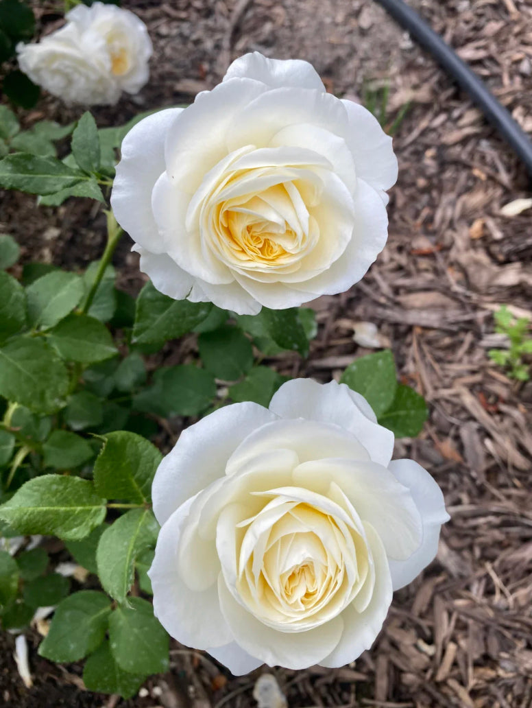David Austin wedding cutting rose Purity