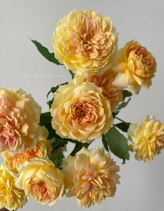 Monlineux David Austin rose