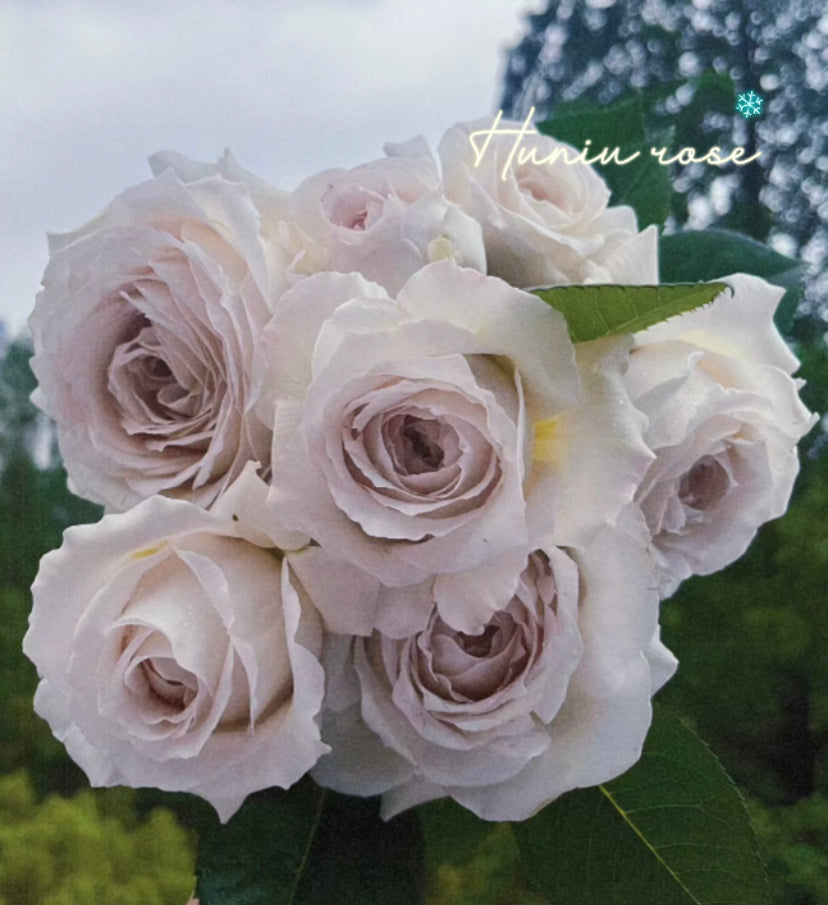 Pearl milk Japanese rose
