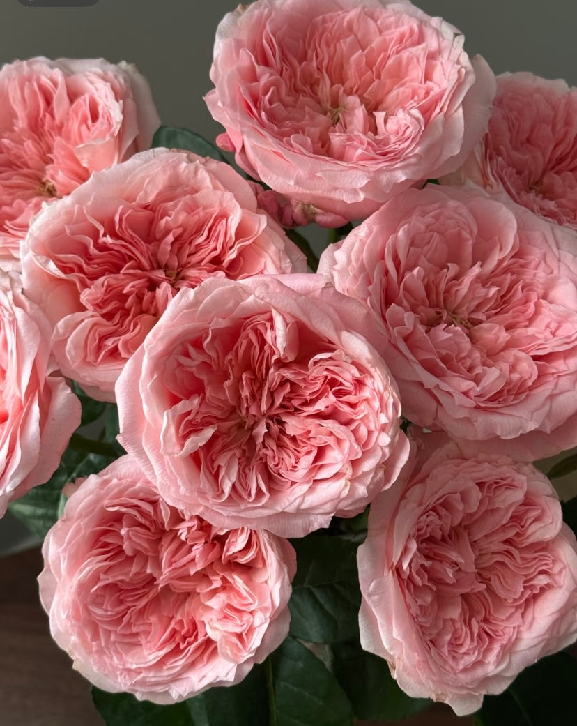 New,  Mayfield VIP cutting rose梅菲尔德