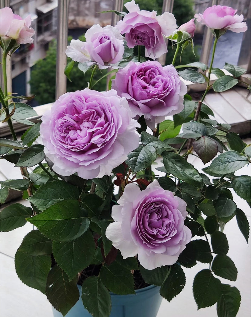 Sale!Japanese perfect purple rose Lilas