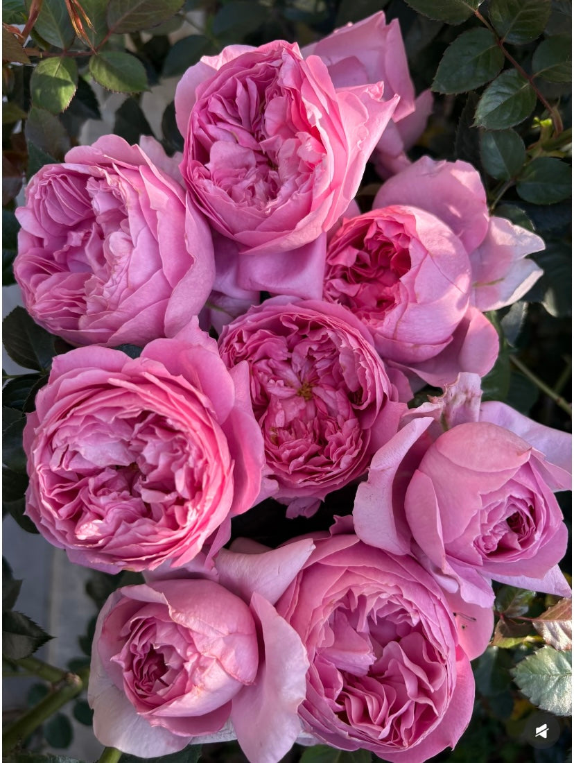 New!Japanese rose Prima vista 初见