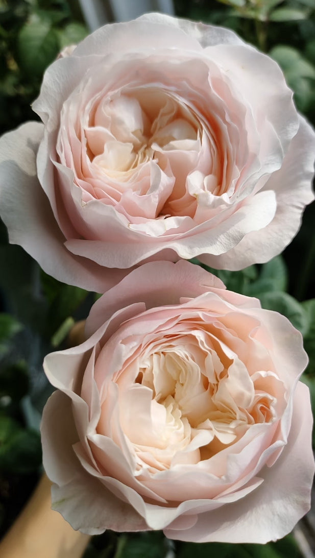New cutting rose Katherine Harkneess English rose