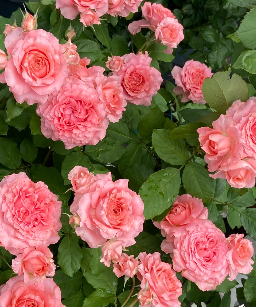 Corail Gelee Japanese cutting rose