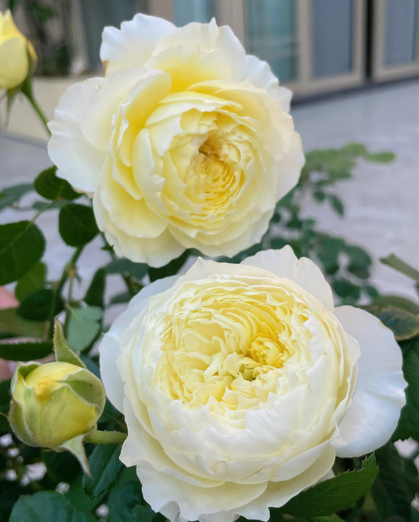Asia 2025 new Fuguang nice petals 浮光