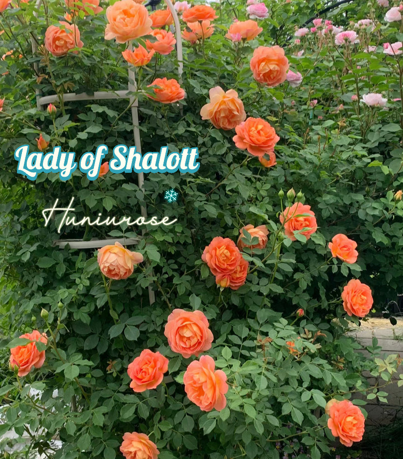 David Austin rose Lady of shalott