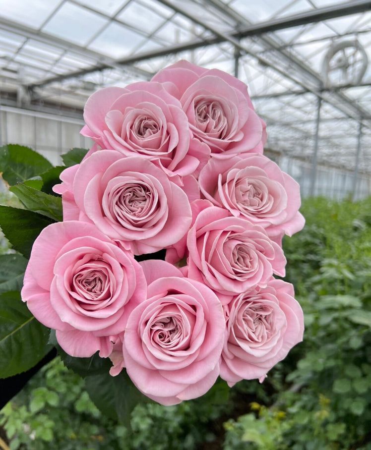 New ! VIP 2025Rebellion sweet cutting rose