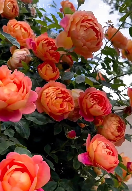 English rose LoS on sale