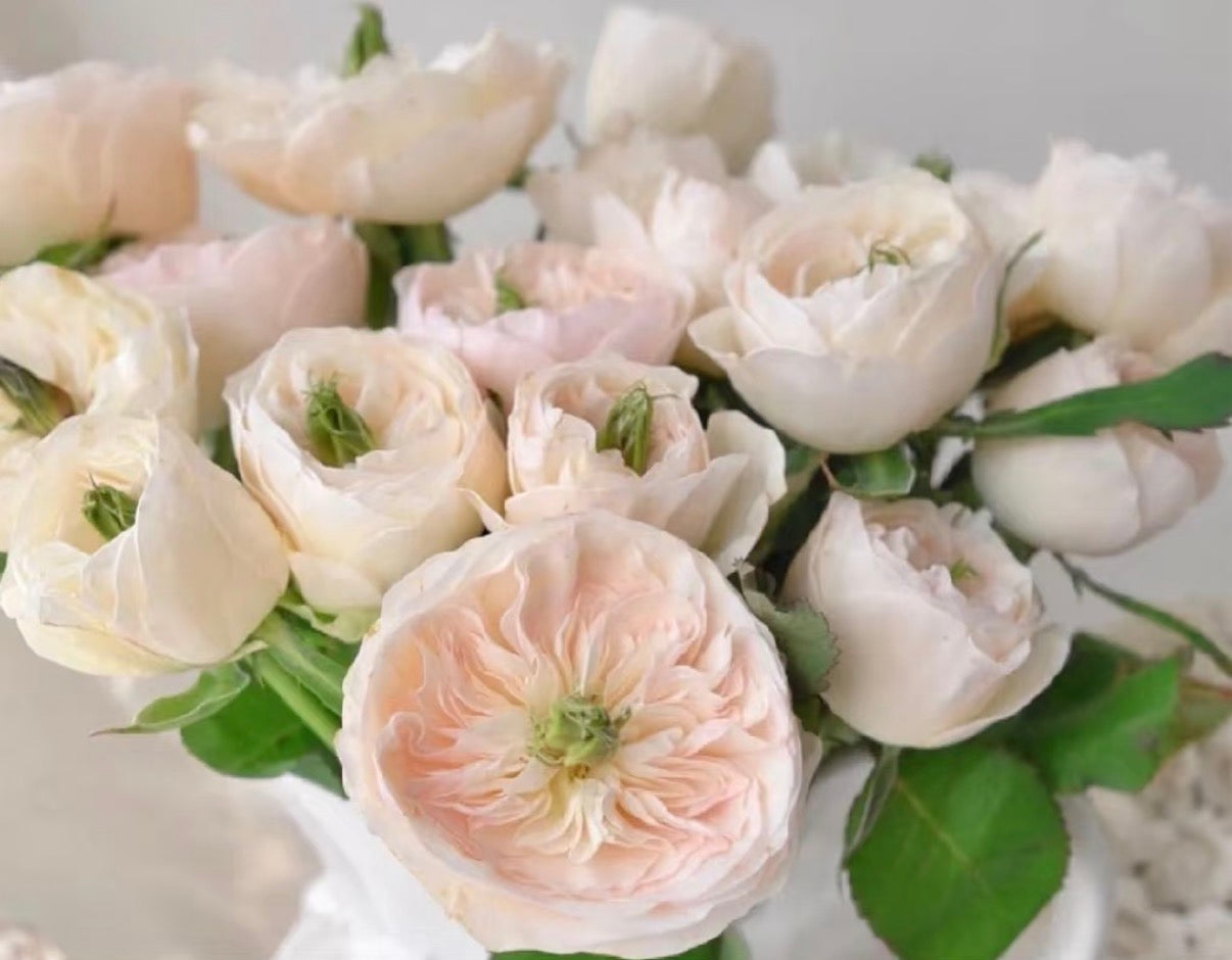 Tinker bell Dutch cutting rose