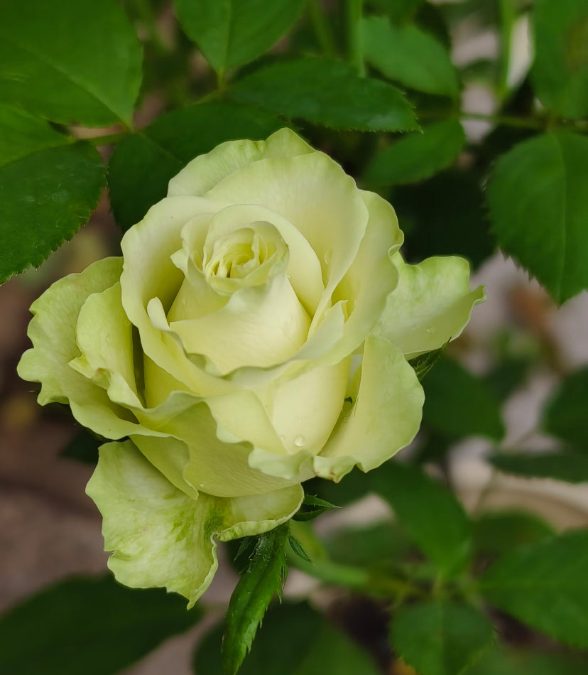 Dutch Schreurs Jutta green rose