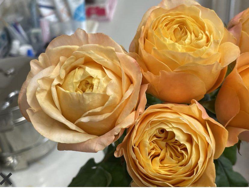 New! Wabara Japanese beehive very beautiful rose plant 蜂巢