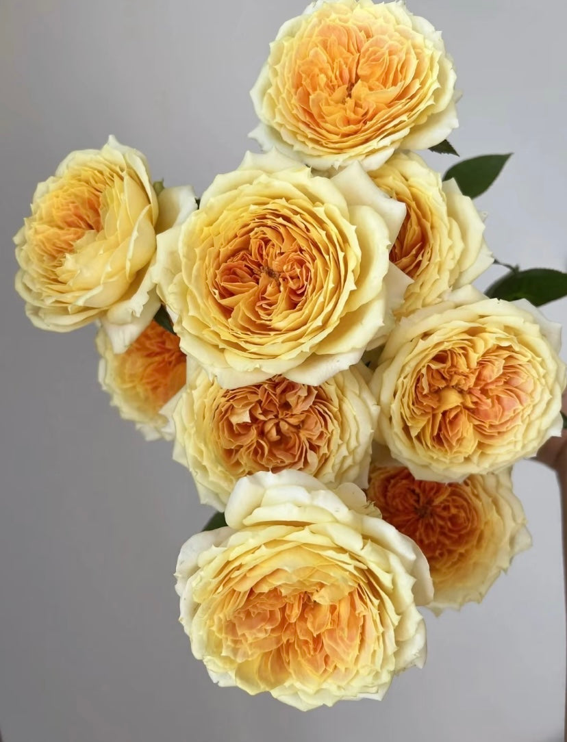 Germany Koders cream antique big flowers焦糖古董