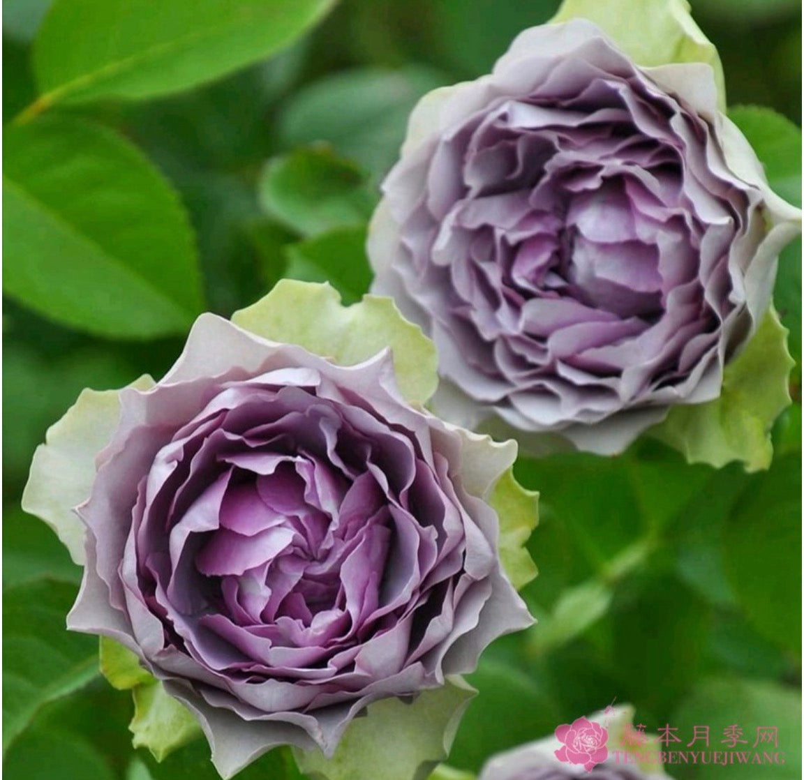 Japanese purple blue rose Coffret