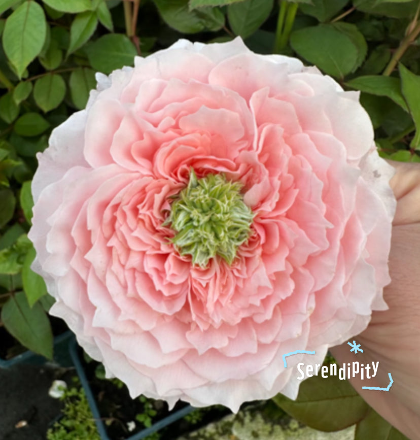 New cutting rose Serendipity 机缘巧合rose plant