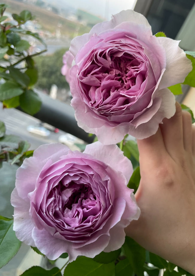 Sale!Japanese perfect purple rose Lilas