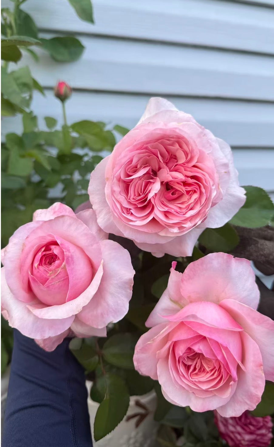 2026 new varieties Victory’s pink