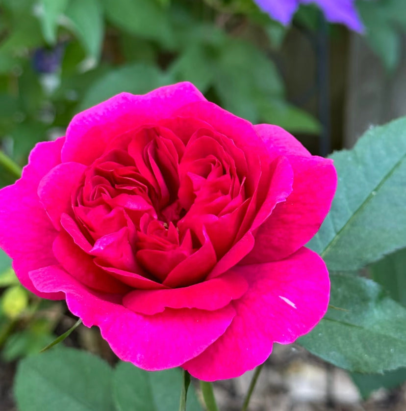 Darcey Bussel David Austin rose