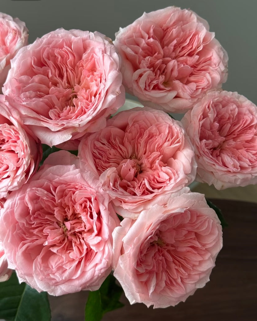 New,  Mayfield VIP cutting rose梅菲尔德