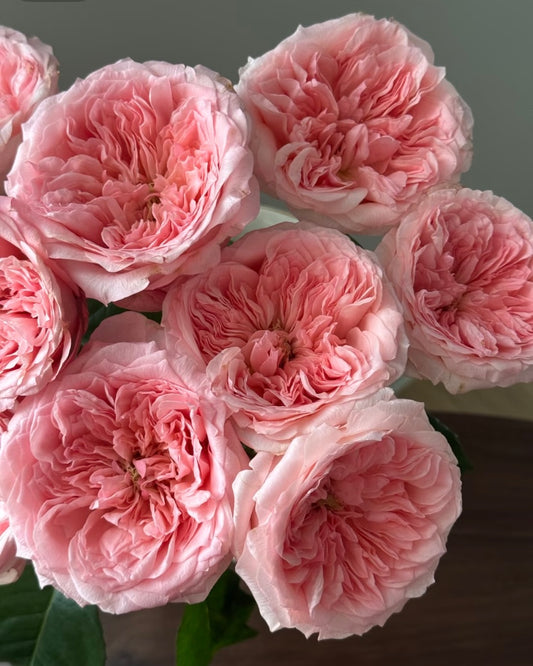 New,  Mayfield VIP cutting rose梅菲尔德