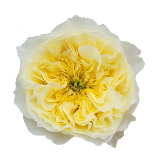 Wans cutting rose Persuasion