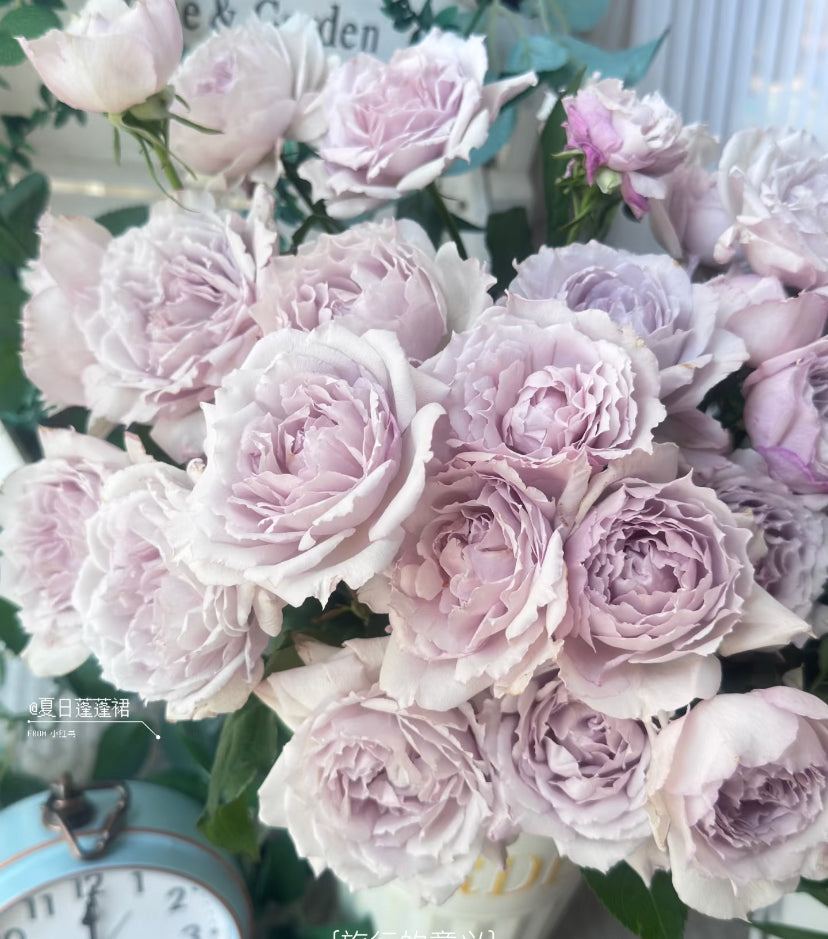 Asia rose light purple Fuyue 浮月