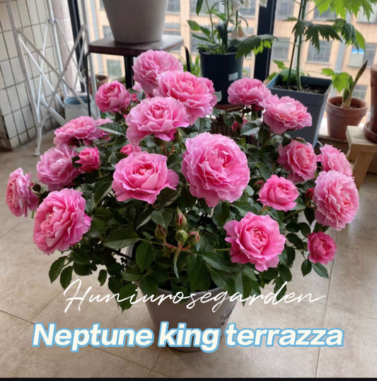 Balcony series Neptune king Terrazza