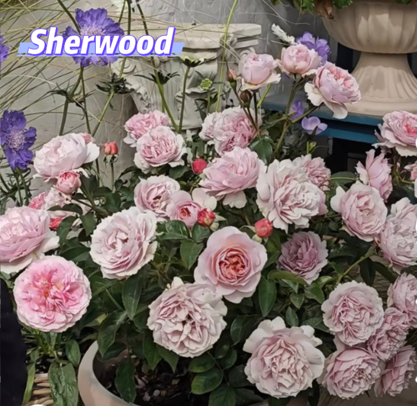 2023 new Japanese Sherwood rose