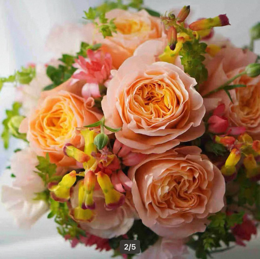 New, 2024Japanese cutting rose Beehive