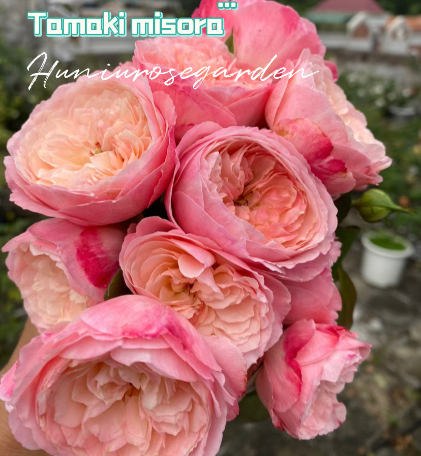 Tamaki misora Japanese rose