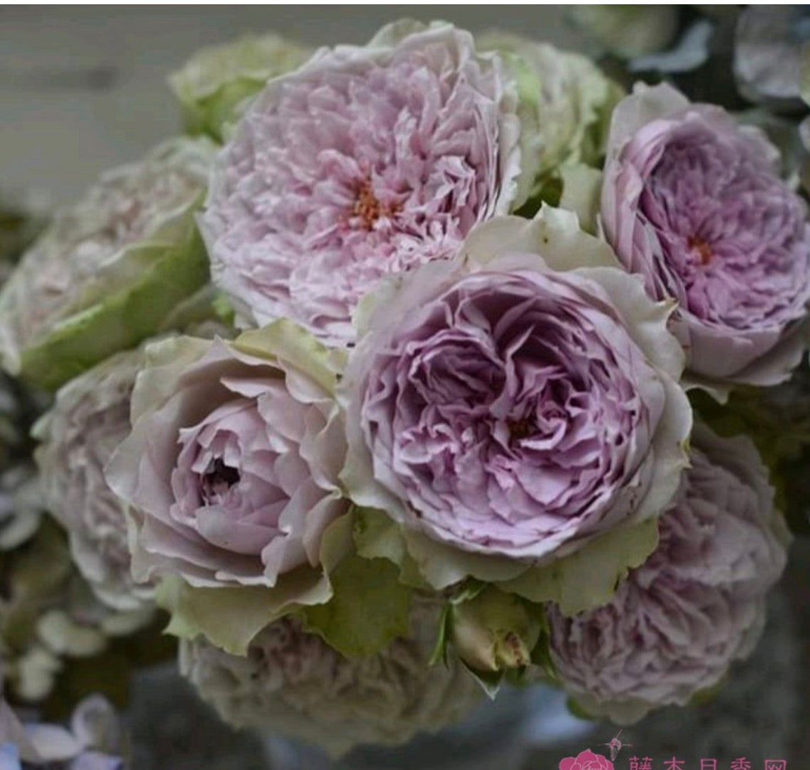 Japanese purple blue rose Coffret