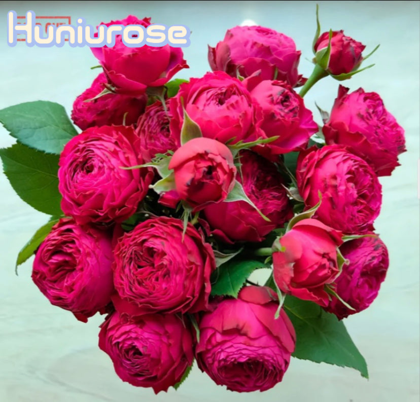 New! Just more cutting rose Dutch恰好更多