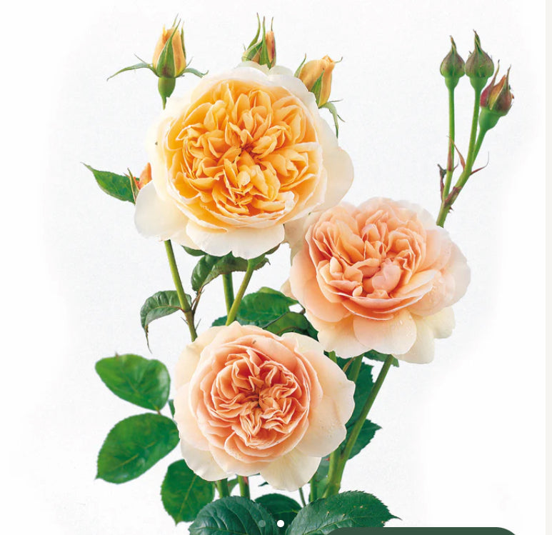English rose Sweet Juliet rose plant 甜蜜朱丽叶