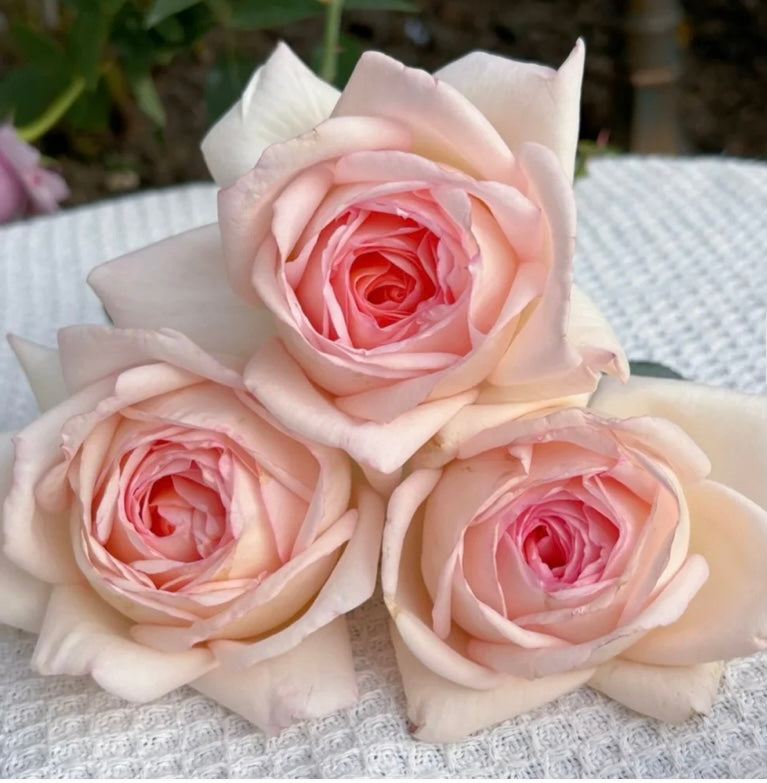 Preorder Gruaud Larose bred by French Nirp