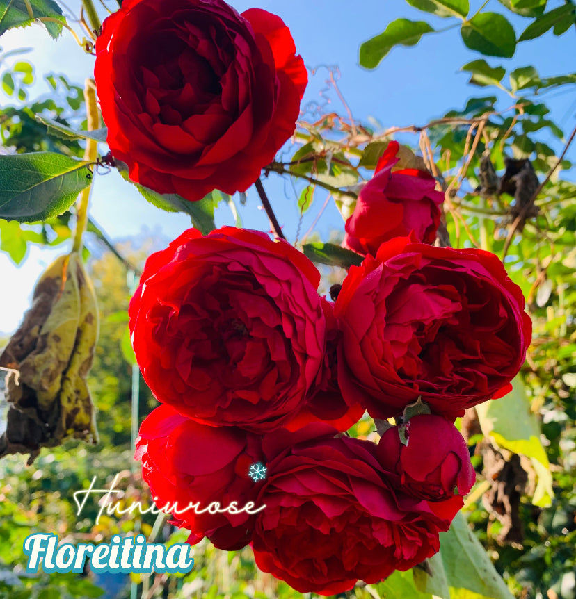 Germany Koders climbing rose Arborose Floreitina