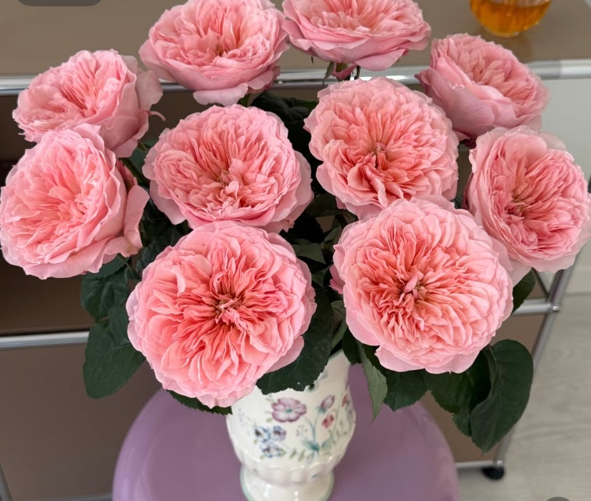 New,  Mayfield VIP cutting rose梅菲尔德