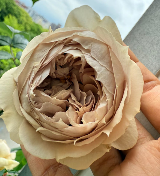 2024 Takunori Kimura Japanese rose Luxor 卢克索