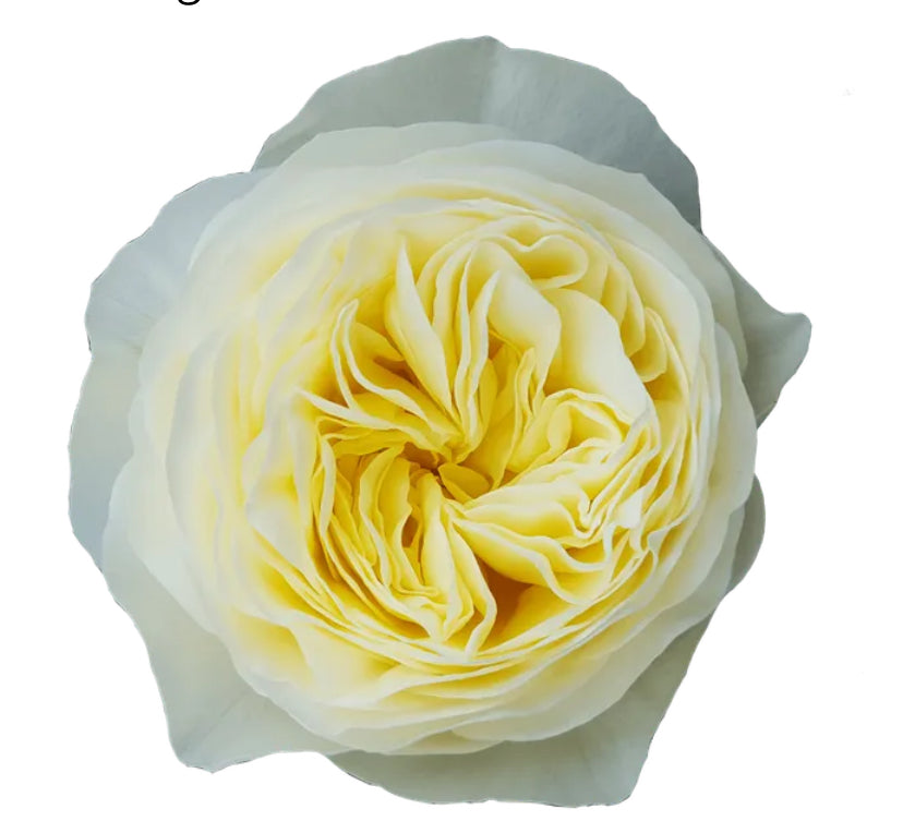 Wans cutting rose white vuvuzela