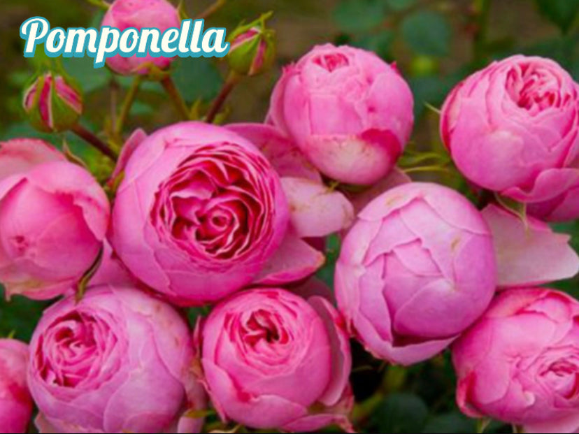 Pomponella rosé Germany Koders