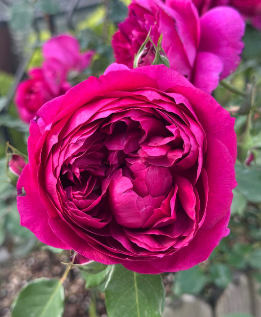 Japanese rose strong fragrance Autumn rouge