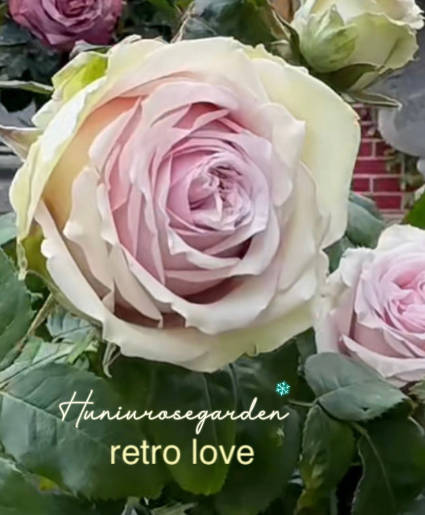 Very new Cutting rose retro love Wans