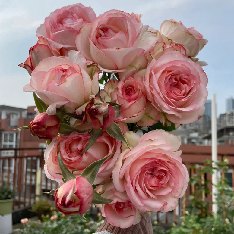 French Delbard breed Joyce strong fragrance